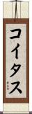コイタス Scroll