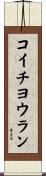 コイチヨウラン Scroll