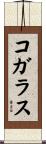 コガラス Scroll