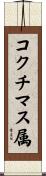 コクチマス属 Scroll