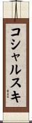 コシャルスキ Scroll