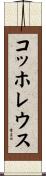 コッホレウス Scroll
