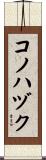 コノハヅク Scroll