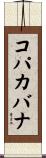 コパカバナ Scroll