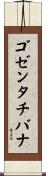 ゴゼンタチバナ Scroll