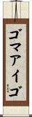 ゴマアイゴ Scroll