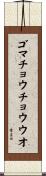 ゴマチョウチョウウオ Scroll