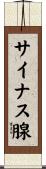 サイナス腺 Scroll