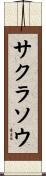 サクラソウ Scroll