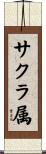 サクラ属 Scroll