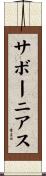サボーニアス Scroll