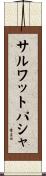 サルワットパシャ Scroll