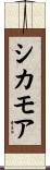シカモア Scroll