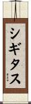 シギタス Scroll
