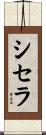 シセラ Scroll