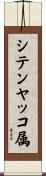 シテンヤッコ属 Scroll