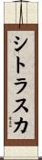 シトラスカ Scroll