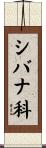 シバナ科 Scroll