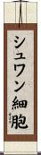 シュワン細胞 Scroll