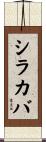 シラカバ Scroll