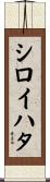 シロイハタ Scroll