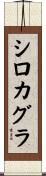 シロカグラ Scroll