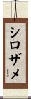 シロザメ Scroll