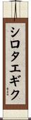 シロタエギク Scroll