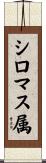 シロマス属 Scroll