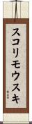 スコリモウスキ Scroll