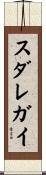 スダレガイ Scroll