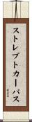 ストレプトカーパス Scroll