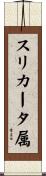 スリカータ属 Scroll