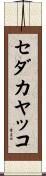 セダカヤッコ Scroll