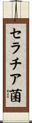セラチア菌 Scroll