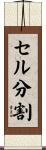 セル分割 Scroll