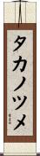 タカノツメ Scroll