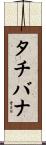 タチバナ Scroll