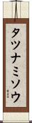タツナミソウ Scroll