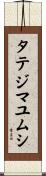 タテジマユムシ Scroll