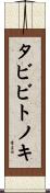 タビビトノキ Scroll