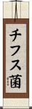 チフス菌 Scroll