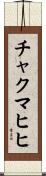 チャクマヒヒ Scroll