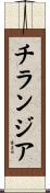 チランジア Scroll