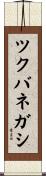 ツクバネガシ Scroll