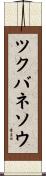 ツクバネソウ Scroll