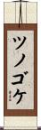 ツノゴケ Scroll