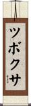 ツボクサ Scroll