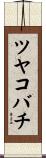 ツヤコバチ Scroll