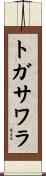 トガサワラ Scroll